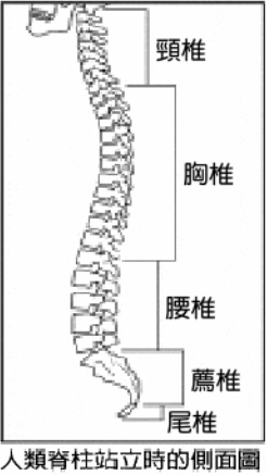 頸椎症後群 20080520172700502