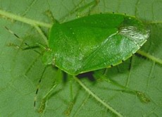  Green Bugs Green