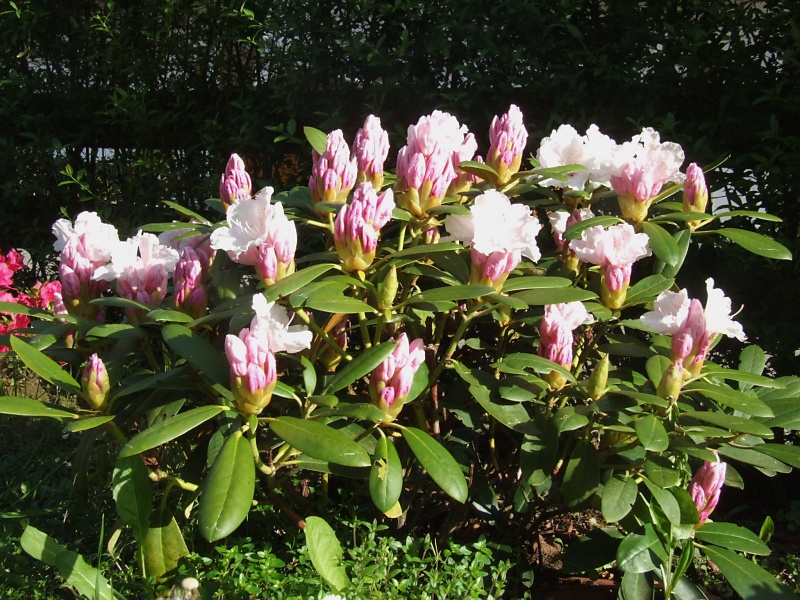 Rhododendron 2013-05-21_Rhododendron_yakushimanum_Schneekissen