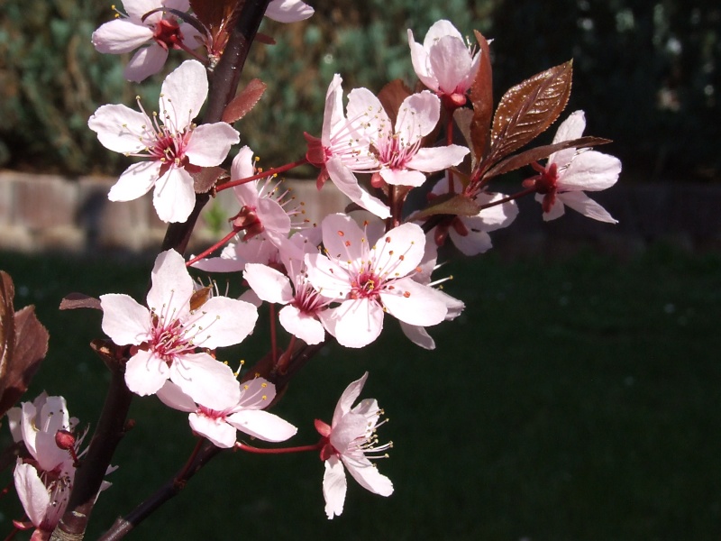 Erste Frühlingsboten im Garten und in Wald und Flur - Seite 12 2014-03-26_Prunus_cerasifera_Nigra