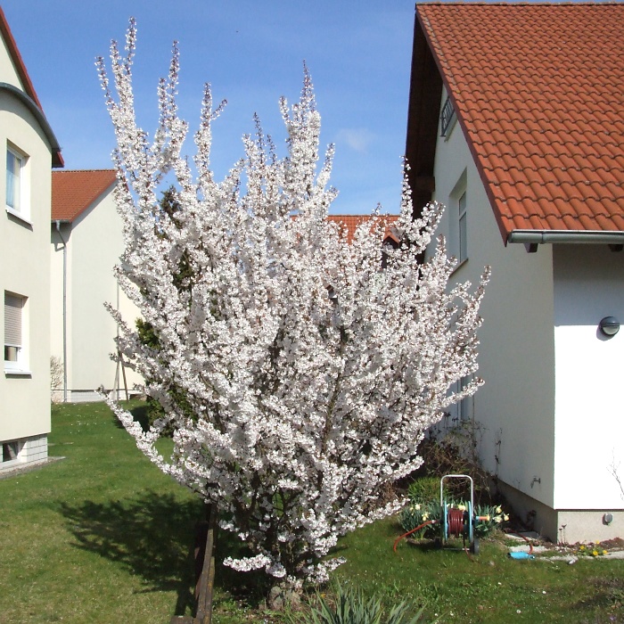 Erste Frühlingsboten im Garten und in Wald und Flur - Seite 12 2014-03-26_Prunus_kurilensis