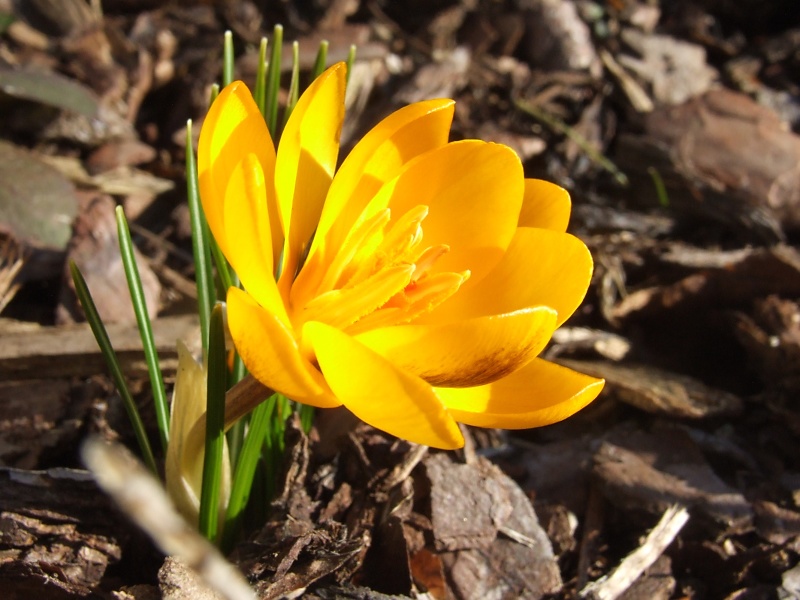 Erste Frühlingsboten im Garten und in Wald und Flur 2013-03-04_Crocus_chrysantus_Sunkist