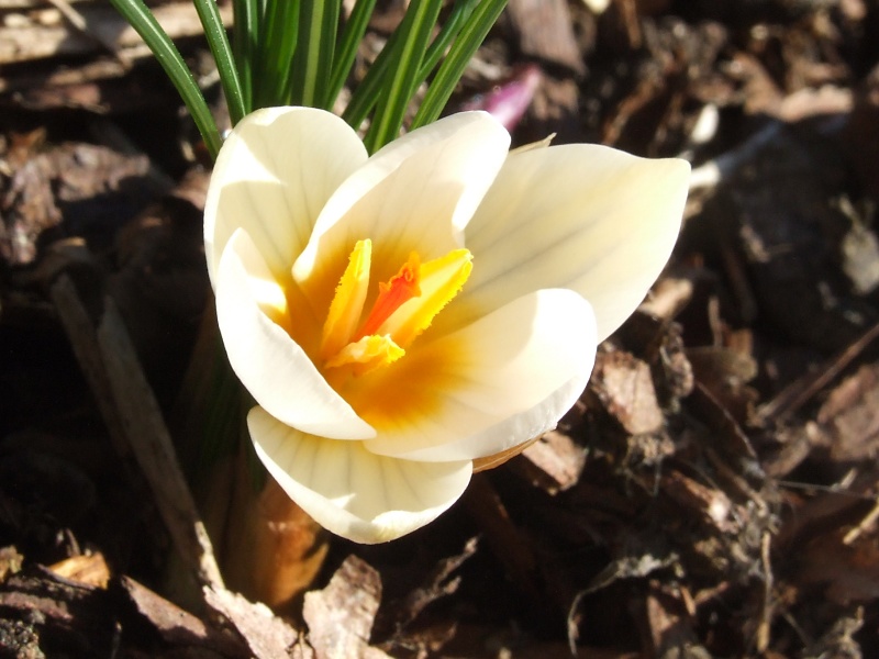 Erste Frühlingsboten im Garten und in Wald und Flur 2013-03-04_Crocus_sieberi_Bowles_White