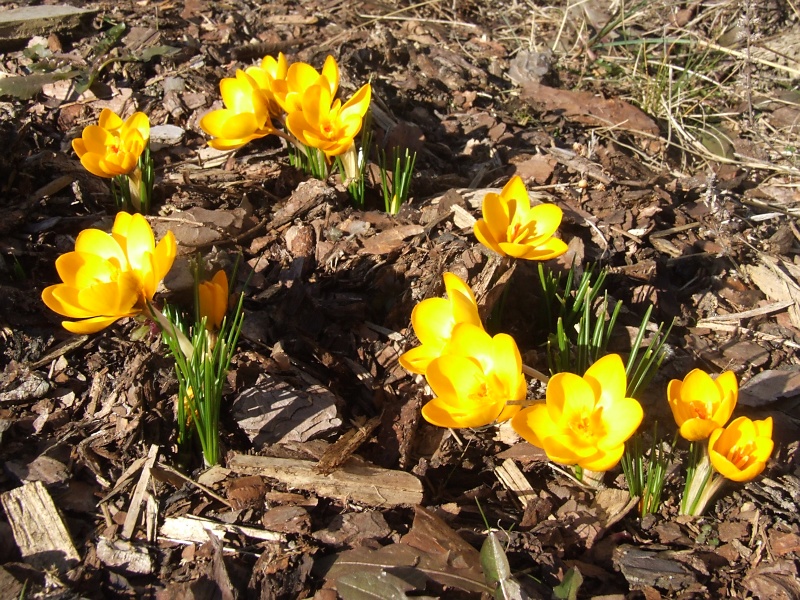 Erste Frühlingsboten im Garten und in Wald und Flur 2013-03-05_Crocus_chrysantus_Sunkist