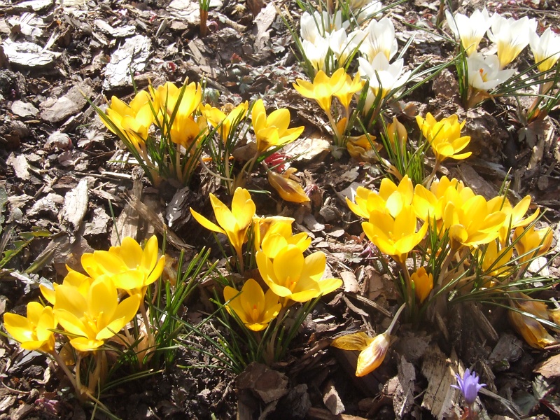 Erste Frühlingsboten im Garten und in Wald und Flur - Seite 5 2013-04-01_Crocus_chrysantus_Sunkist