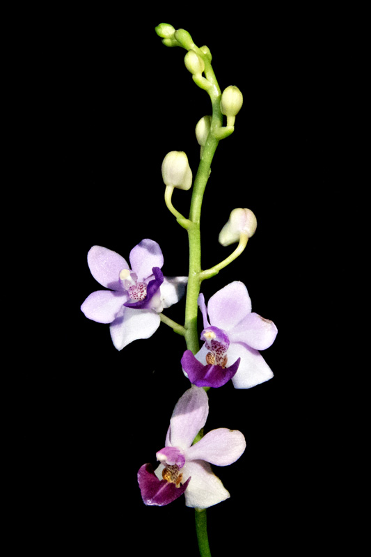 Orchideen-Neuzugang - Seite 20 2016-07-14_Phalaenopsis_Anna-Larati_Soekardi_Blue