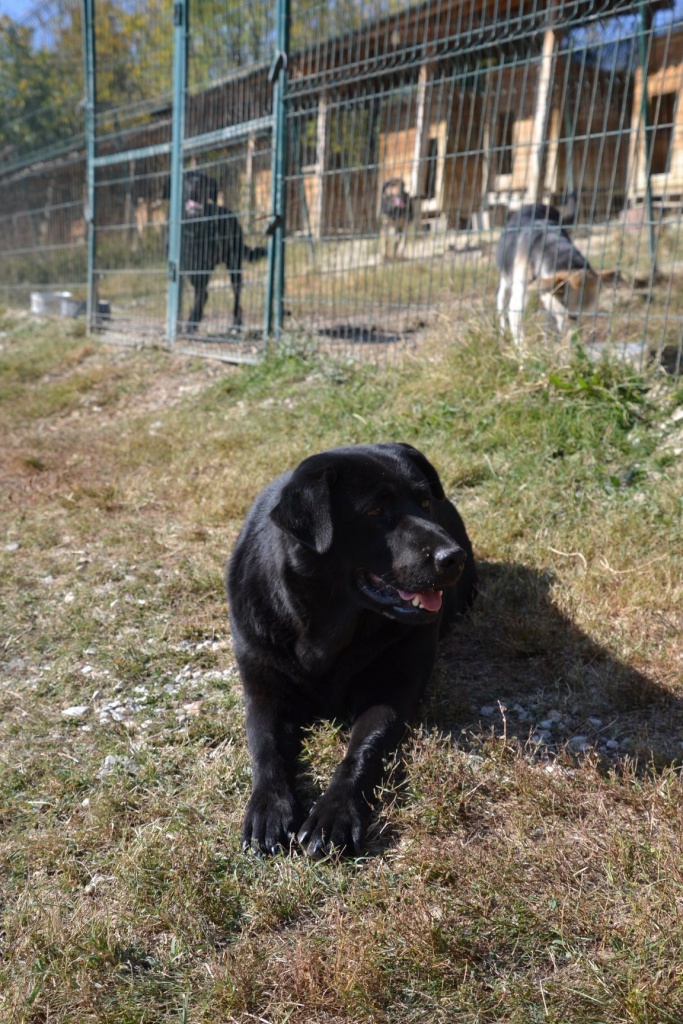 LUNA -  x labrador 5/6 ans - Asso Un Coeur pour eux -  en fa en Belgique)Les Loulous de l'Est (Serbie) 792E0CC6-F7A2-409F-A495-86ADEF6B184E-683x1024