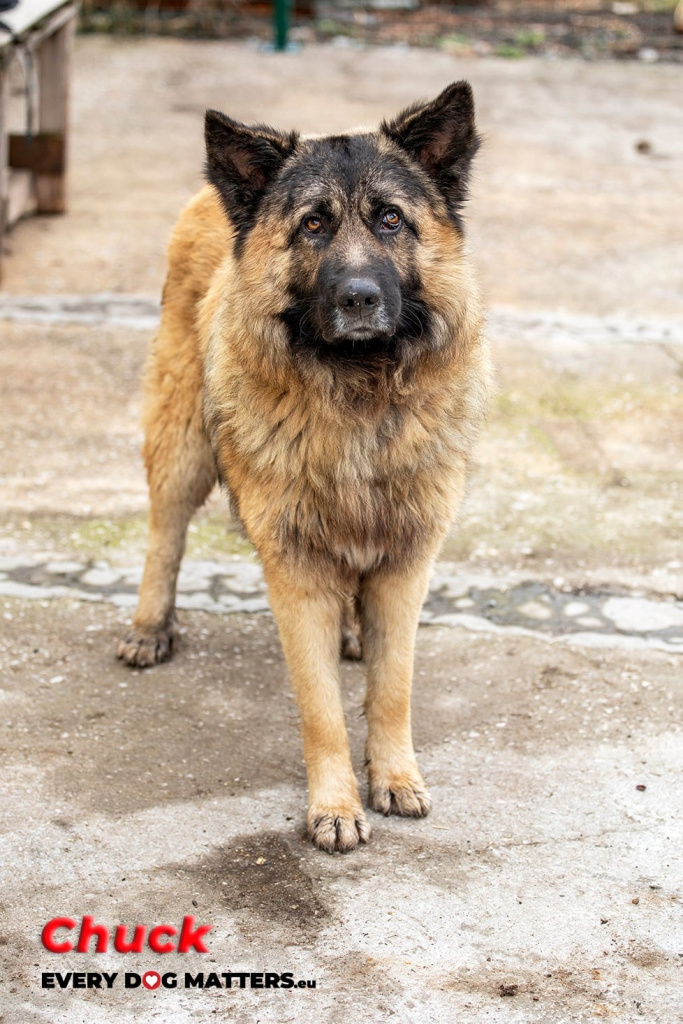 CHUCK - berger allemand 2 ans - Asso un coeur pour eux - Sofia  (Bulgarieà 272774555_326130489425773_4541192058587780262_n-683x1024