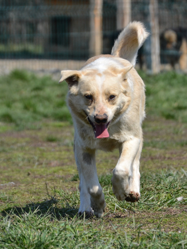 MOCO -  labrador 7 ans -  Asso Un coeur pour eux - les loulous de l'est (Serbie) 277356211_1585919295143283_7616824606911138345_n-1-pmhegsjb4hwo8qejfke93r74omk4ejtydx3jm12fr4