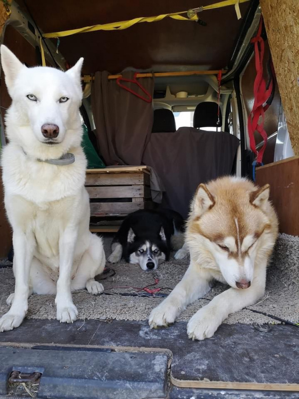 HERA 8 ans  husky   (adoptée)     et NANOOK  husky 2 ans - Asso un coeur pour eux (en fa) Heera-pqcgdhle91i3fzeouzuo77jcjj49guqrny68xzwncw