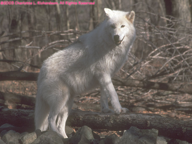 Your Wolf Pics - Page 10 2003D-19-33-800