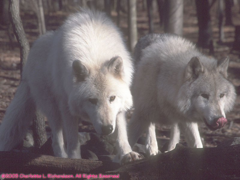 Your Wolf Pics - Page 8 2003D-19-9-800