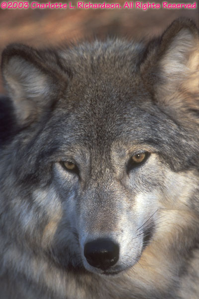 Your Wolf Pics - Page 10 2003D-5-31-800