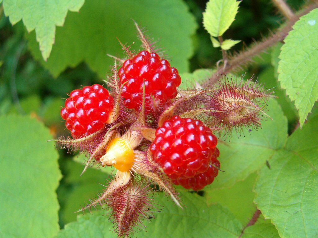 LÉGUMES ET FRUITS : LEURS HISTOIRES:LA MÛRE+ CERISE+Autres Framboises