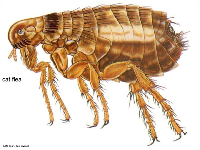 الحشرات المنزلية وخطرها بنقل الأمراض , وكيف التخلص منها Catflea
