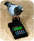 begonias - Page 2 Pigeon