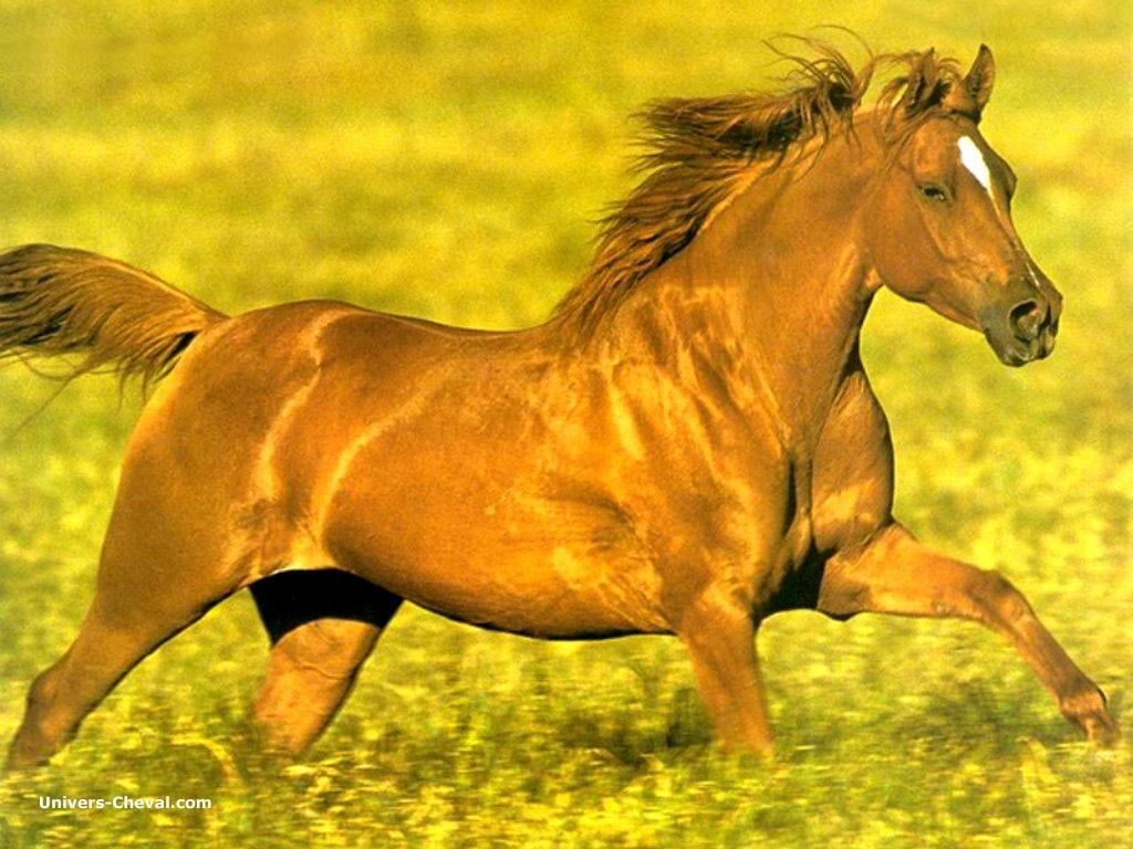 Images Real_9164-cheval-au-galop-prairie