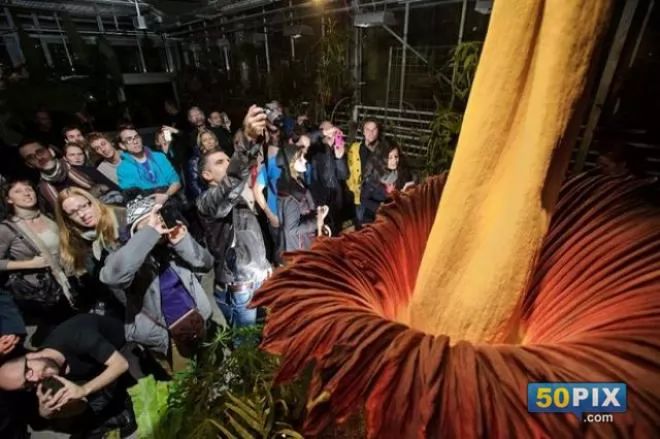 أطول زهرة في العالم| طولها 27 متراً ورائحتها مثل اللحم الفاسد 541-1-or-1357290620