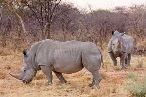 معلومات عن وحيد القرن الابيض بالصور 7354-1-or-1436631529
