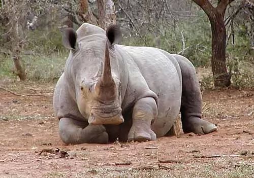 معلومات عن وحيد القرن الابيض بالصور 7354-3-or-1436631531