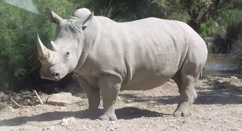 معلومات عن وحيد القرن الابيض بالصور 7354-4-or-1436631532