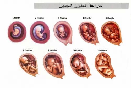 ما هي مراحل الحمل و مراحل تطور الجنين ؟ 8331_2_or_1468752960