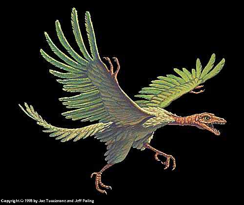    الطائر الأول     Archaeopteryx   Archaeopteryx