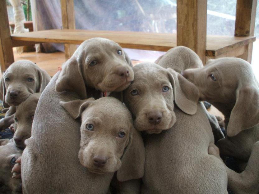 ¿Qué animal encuentran más tierno? Cachorros-braco-de-weimar-gris-97733