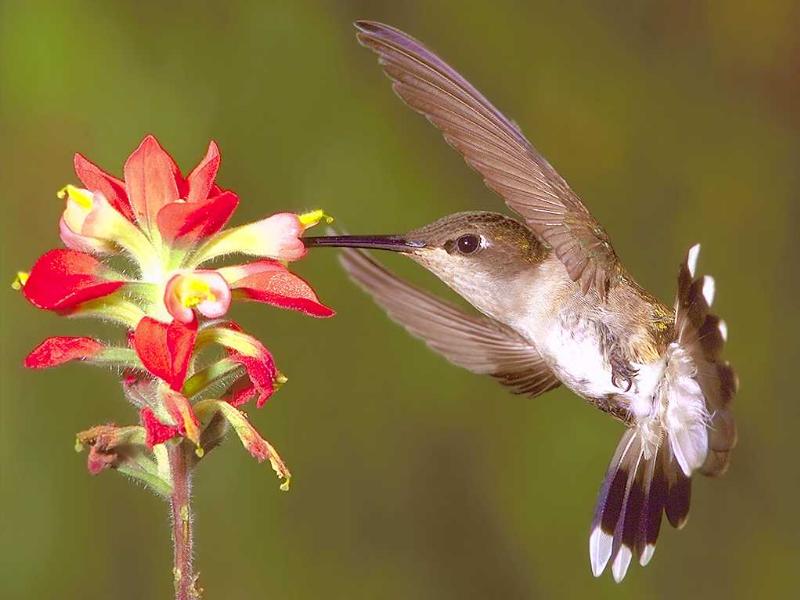 Titania princesse des fées et élève d'Emeraude Colibri8