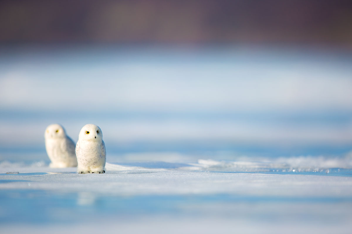 Les couleurs dans la nature. Une photo par jour... - Page 9 Stuffed-snowy-owl-iceskate