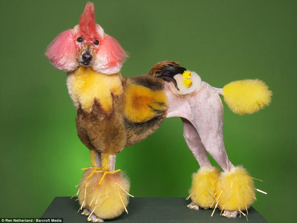 Extreme grooming Chicken-dog