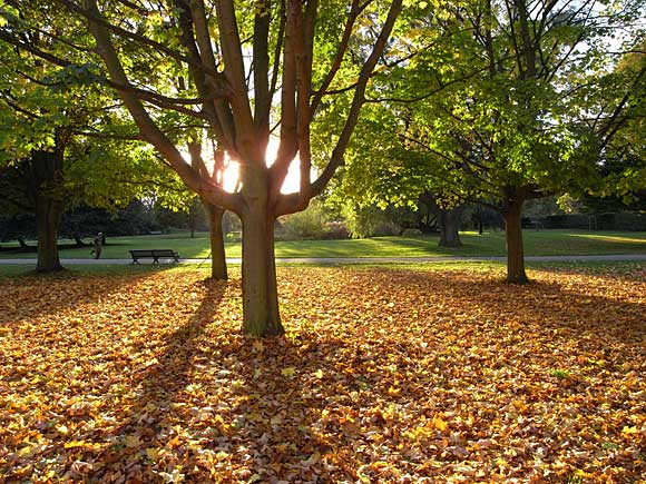 Риджънтс парк Autumn-regents-park-02