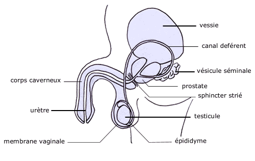 COURS D'EDUCATION SEXUELLE // COMMUN - Page 3 Appareil-genital-masc