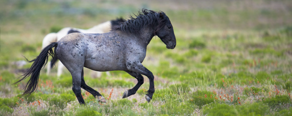 Les différents lieux de l'histoire.  Wild-Horses-Utah-Onaqui-Herd-11-1024x410