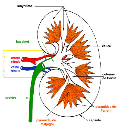 Lobules rénaux  Rein