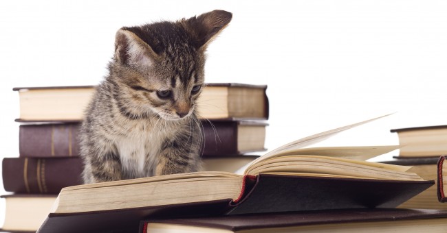 Ornement de capot !!! Cat_read_book