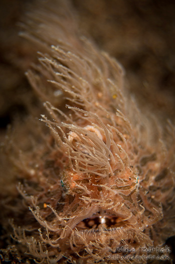 l'animal de Martin du 24 octobre trouvé par ptit loulou - Page 2 Hairy_frogfish_shallow_fstop