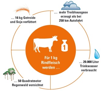 Globale Folgen des Fleischkonsums Rind_welthunger_h300