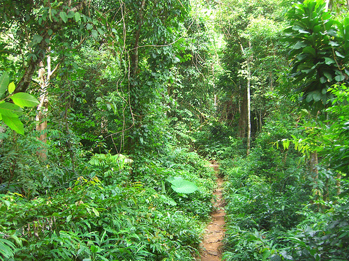 Woods around the house Thailand-jungle