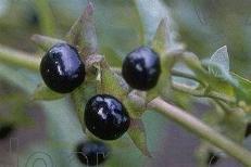 Μπελλαντονα (Atropa Belladona) Belladonna-sm