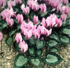  : (Cyclamen persicum) Cyclam3