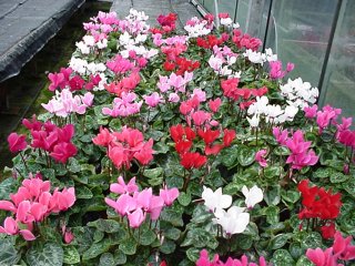  : (Cyclamen persicum) Cycleman