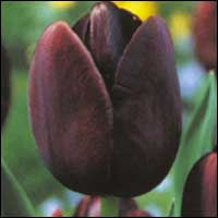 [b]salina[/b] Tulip_queen_night