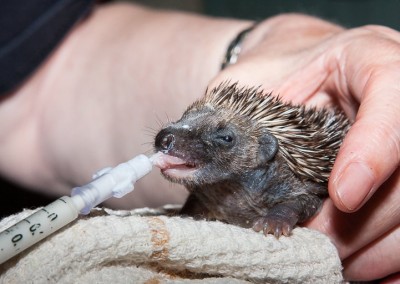 [Jeu] Association d'images - Page 17 Hoglet-feeding-1-400x284