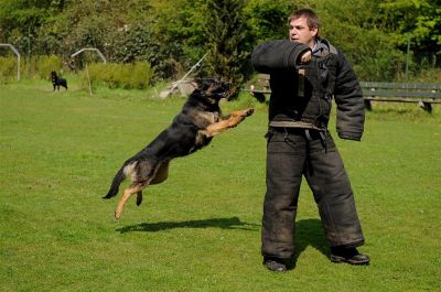 KNPV - Koninklijke Nederlandse Politiehond Vereniging Ouchiewerp1