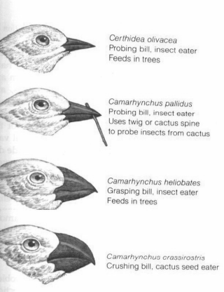 طائر حسون داروين يتطور امام أعين العلماء.  Galapago_finches