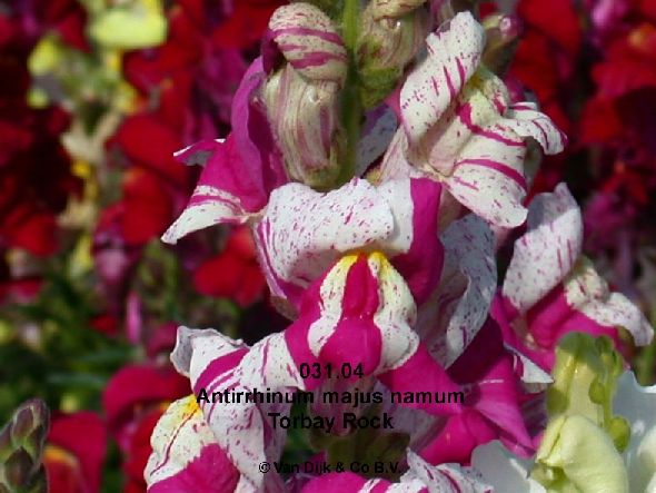 نبات فم السمكة .. Antirrhinum%20majus%20nanum%20031.04%20Torbay%20Rock