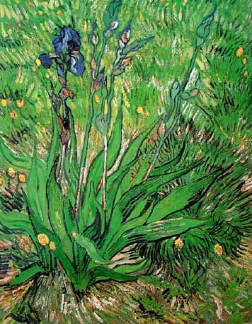 معلومات عن  فنسنت فان جوخ واشهر اعمله عجيب Van_gogh_irises2