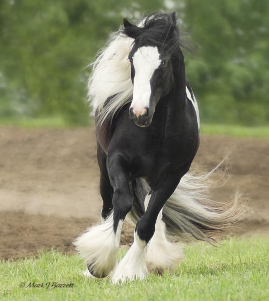 Shasta Moon Ranch's Stallions 8531K