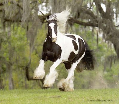 Willow Wood Horse Ranch Panda%20skip